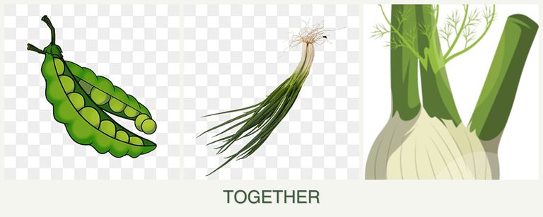Can you plant peas, chives and fennel together?