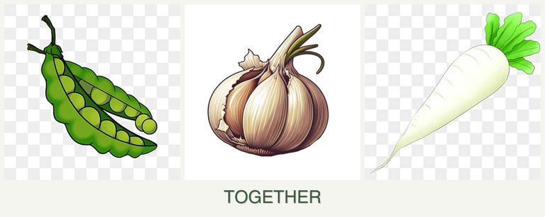 Can you plant peas, garlic and radishes together?
