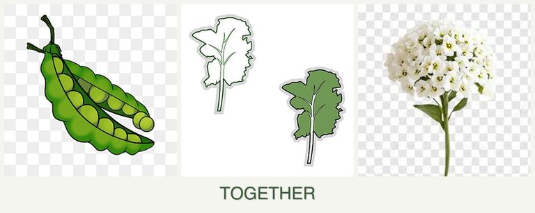 Can you plant peas, kale and alyssum together?