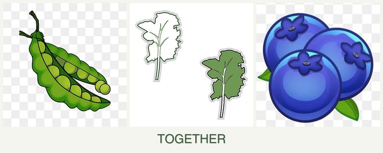 Can you plant peas, kale and blueberries together?
