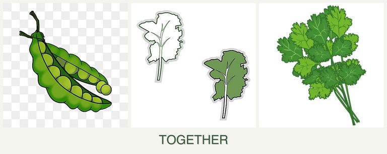 Can you plant peas, kale and cilantro together?