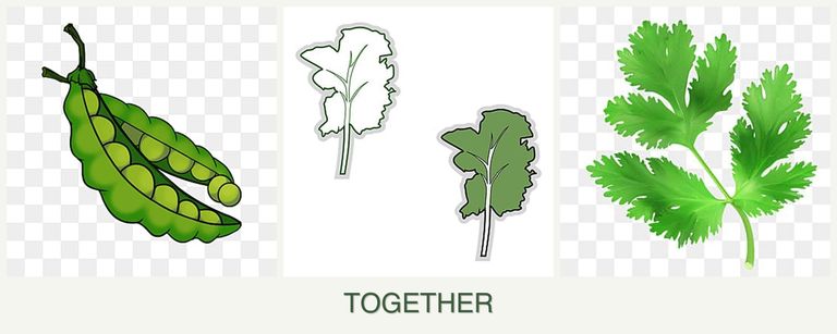 Can you plant peas, kale and parsley together?