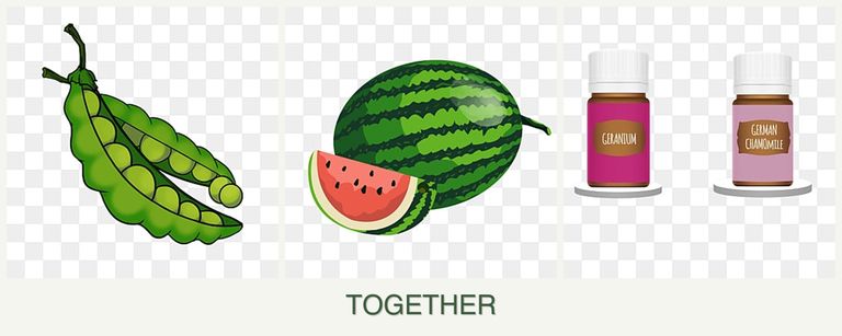 Can you plant peas, melons and geraniums together?