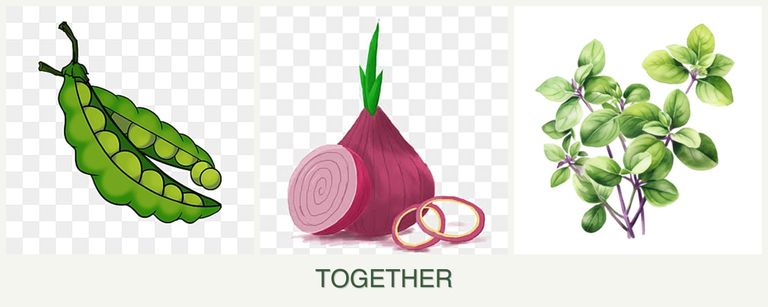 Can you plant peas, onions and oregano together?