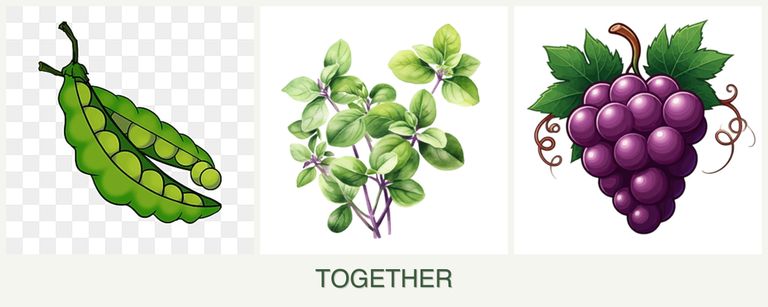 Can you plant peas, oregano and grapes together?