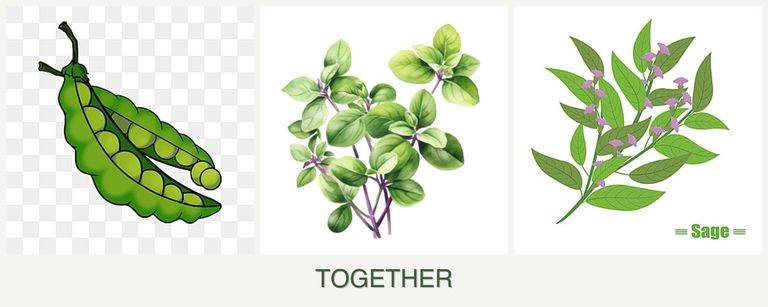 Can you plant peas, oregano and sage together?