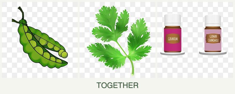 Can you plant peas, parsley and geraniums together?