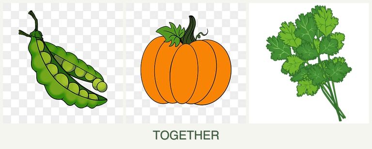 Can you plant peas, pumpkin and cilantro together?