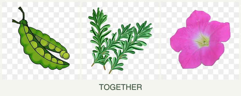 Can you plant peas, rosemary and petunias together?