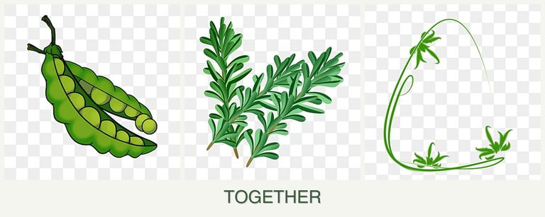 Can you plant peas, rosemary and tarragon together?