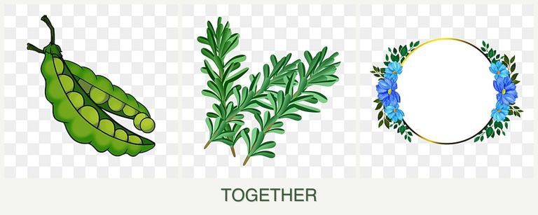 Can you plant peas, rosemary and zinnias together?