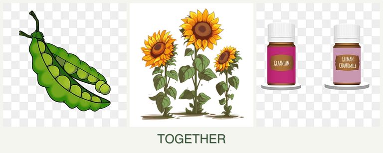 Can you plant peas, sunflowers and geraniums together?