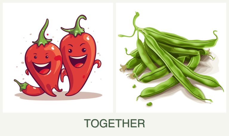 Can you plant peppers and beans together?