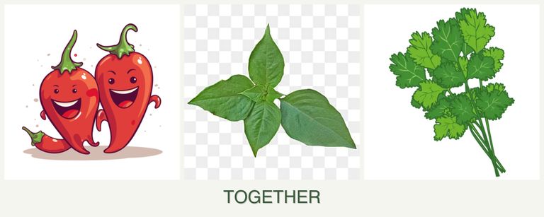 Can you plant peppers, basil and cilantro together?