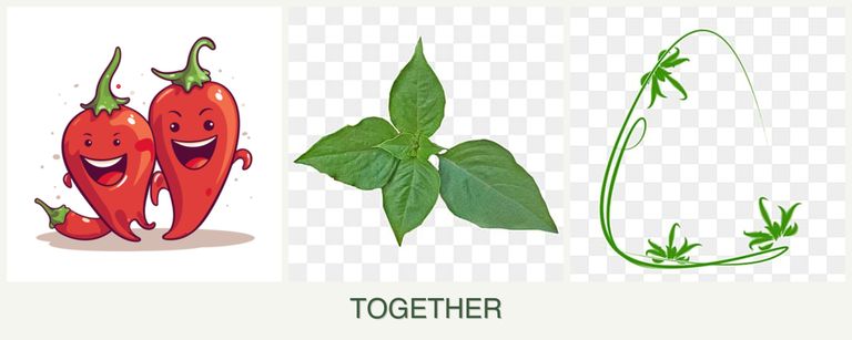 Can you plant peppers, basil and tarragon together?