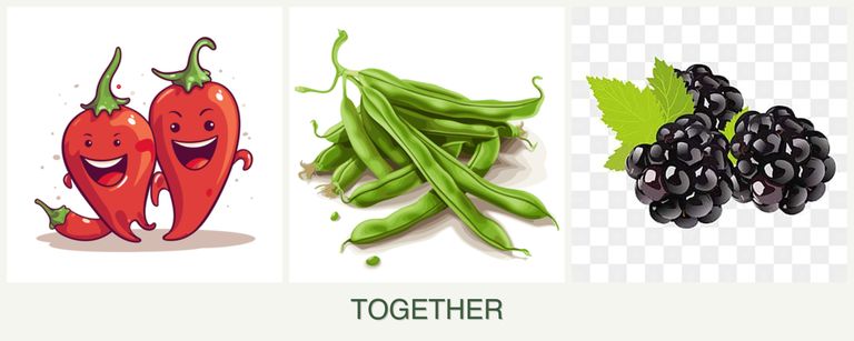 Can you plant peppers, beans and blackberries together?