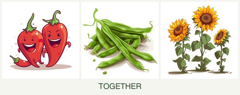 Can you plant peppers, beans and sunflowers together?