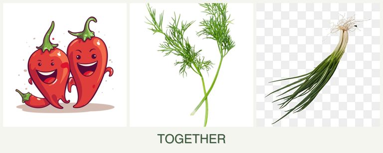 Can you plant peppers, dill and chives together?