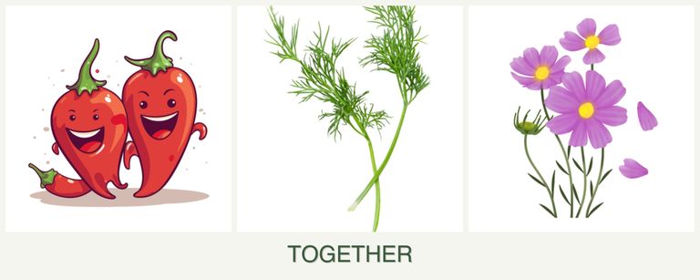 Can you plant peppers, dill and cosmos together?