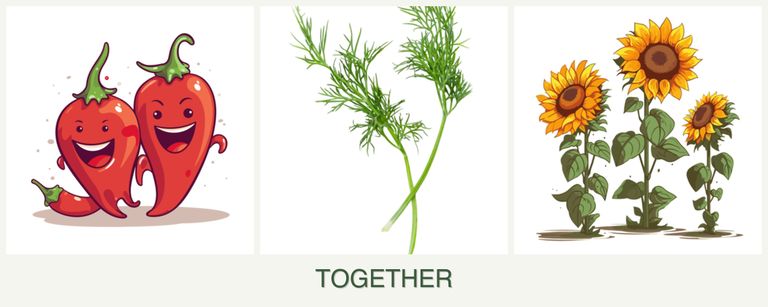 Can you plant peppers, dill and sunflowers together?