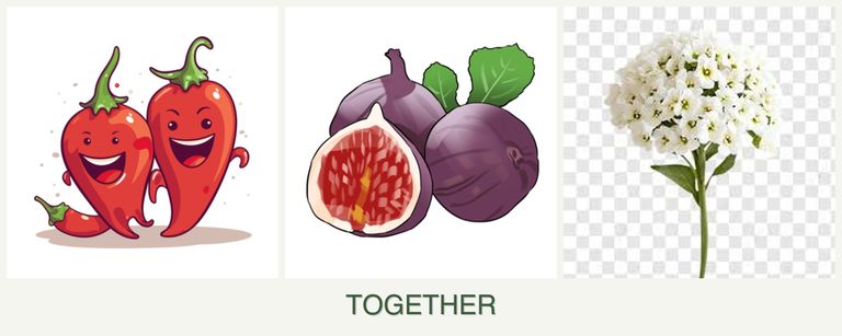 Can you plant peppers, figs and alyssum together?