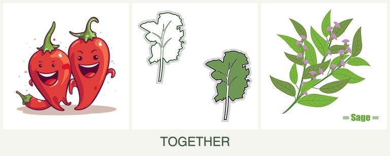 Can you plant peppers, kale and sage together?