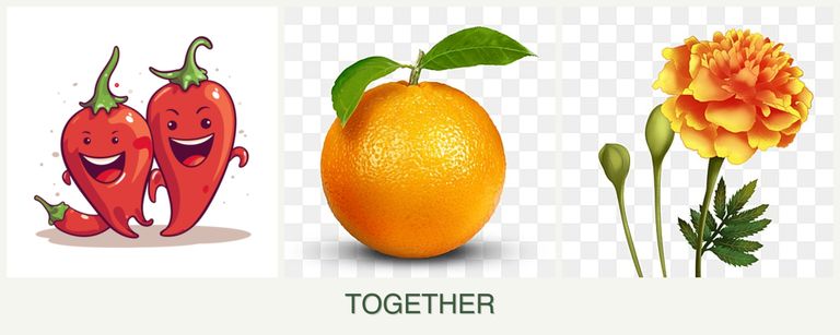 Can you plant peppers, oranges and marigolds together?