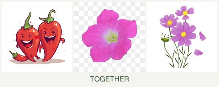 Can you plant peppers, petunias and cosmos together?