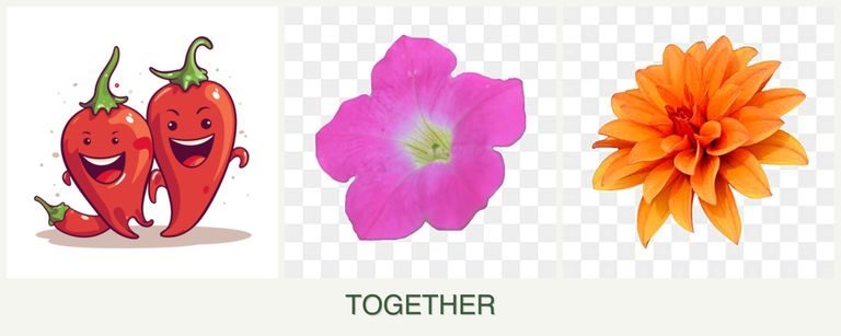 Can you plant peppers, petunias and dahlias together?