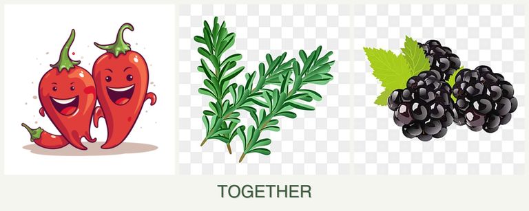 Can you plant peppers, rosemary and blackberries together?