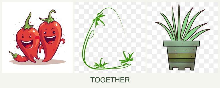 Can you plant peppers, tarragon and lemongrass together?