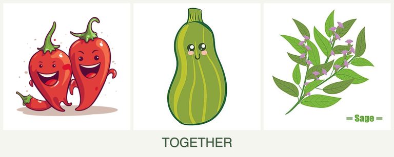 Can you plant peppers, zucchini and sage together?