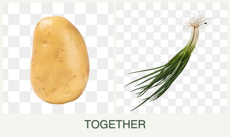 Can you plant potatoes and chives together?