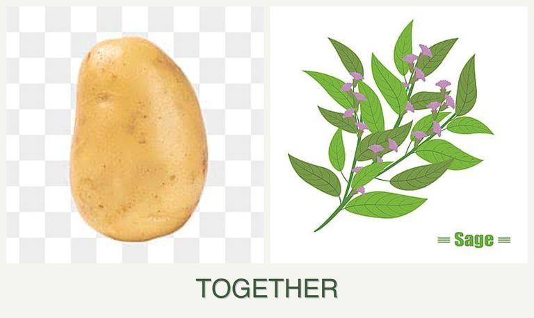 Can you plant potatoes and sage together?