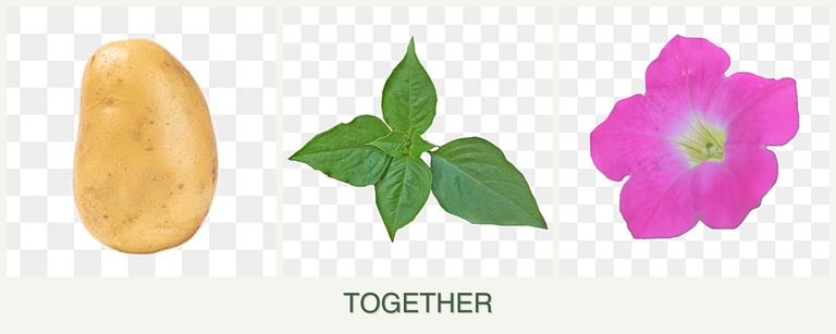 Can you plant potatoes, basil and petunias together?