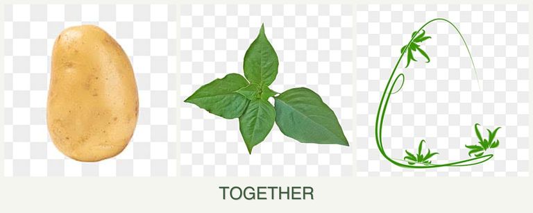 Can you plant potatoes, basil and tarragon together?