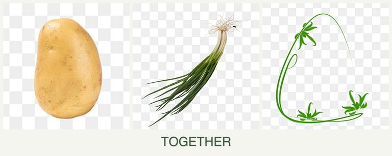 Can you plant potatoes, chives and tarragon together?