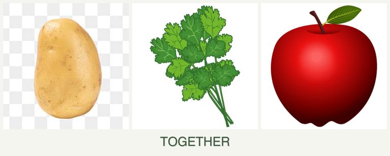 Can you plant potatoes, cilantro and apples together?
