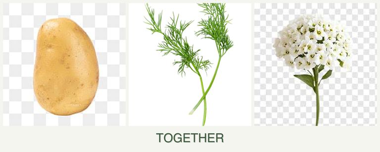 Can you plant potatoes, dill and alyssum together?