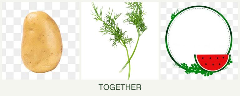 Can you plant potatoes, dill and watermelons together?