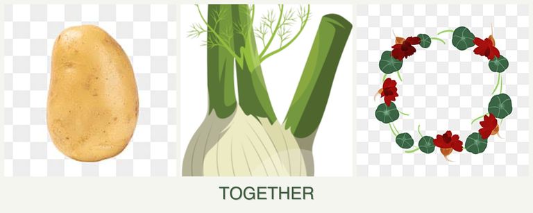Can you plant potatoes, fennel and nasturtiums together?