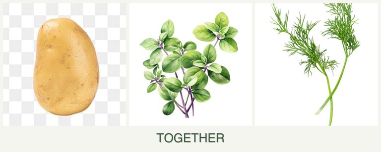 Can you plant potatoes, oregano and dill together?