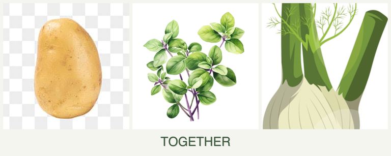 Can you plant potatoes, oregano and fennel together?
