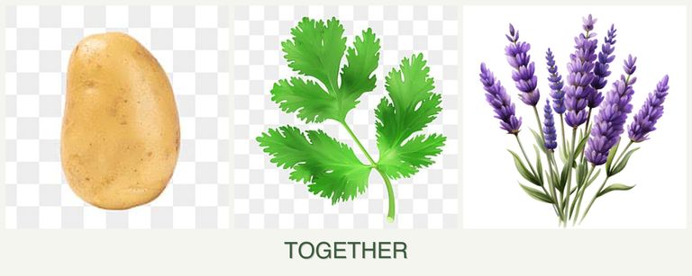 Can you plant potatoes, parsley and lavender together?