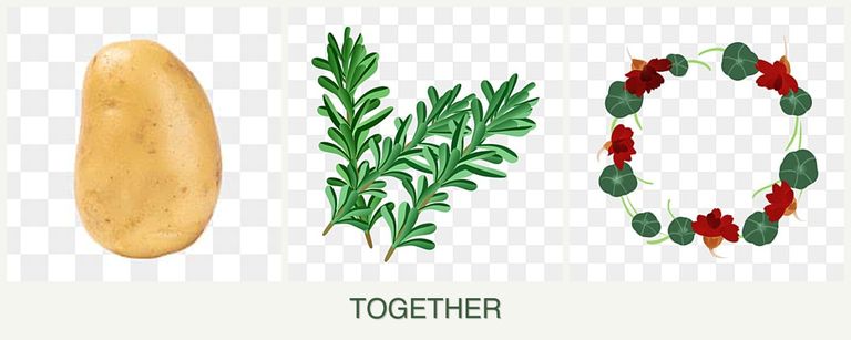 Can you plant potatoes, rosemary and nasturtiums together?