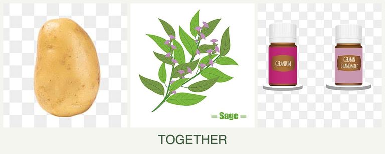 Can you plant potatoes, sage and geraniums together?