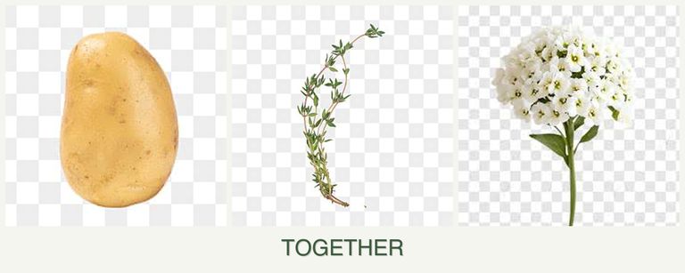 Can you plant potatoes, thyme and alyssum together?