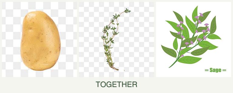 Can you plant potatoes, thyme and sage together?