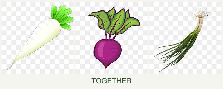 Can you plant radishes, beets and chives together?