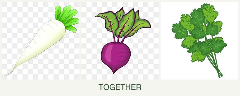 Can you plant radishes, beets and cilantro together?